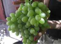 Grape