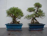 Bonsai Plants