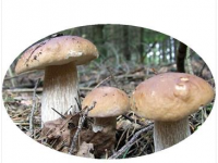 Boletus