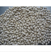 New Crop Japanese White Kidney Bean